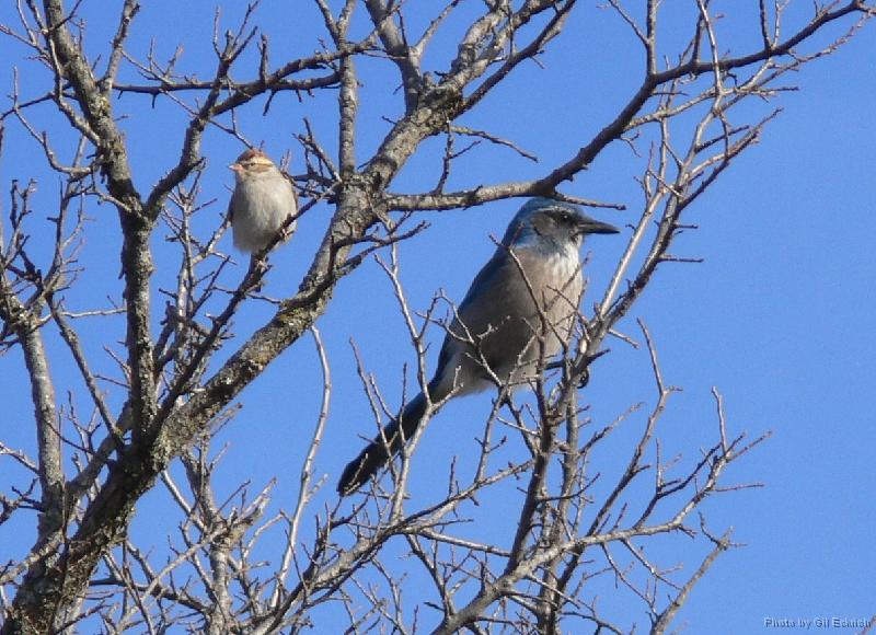 Scrub Jay & Chipping Sparrow 